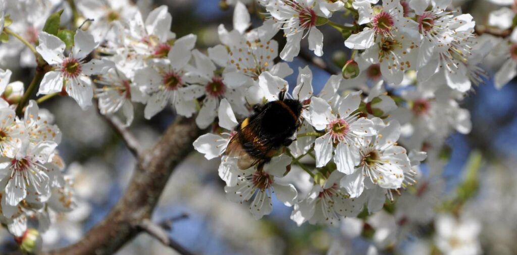 What does the hawthorn symbolize