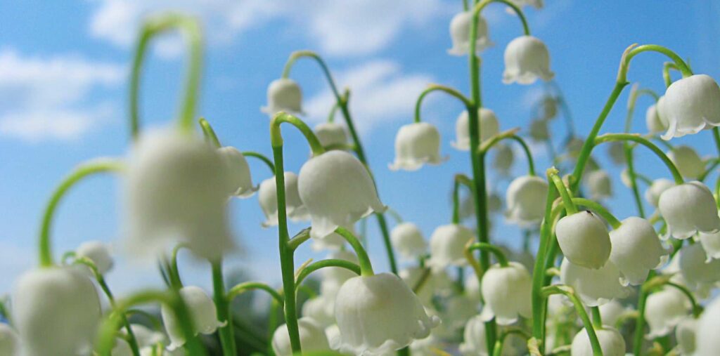 What does the lily of the valley look like