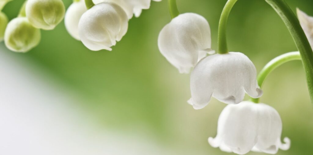 What does the lily of the valley symbolize