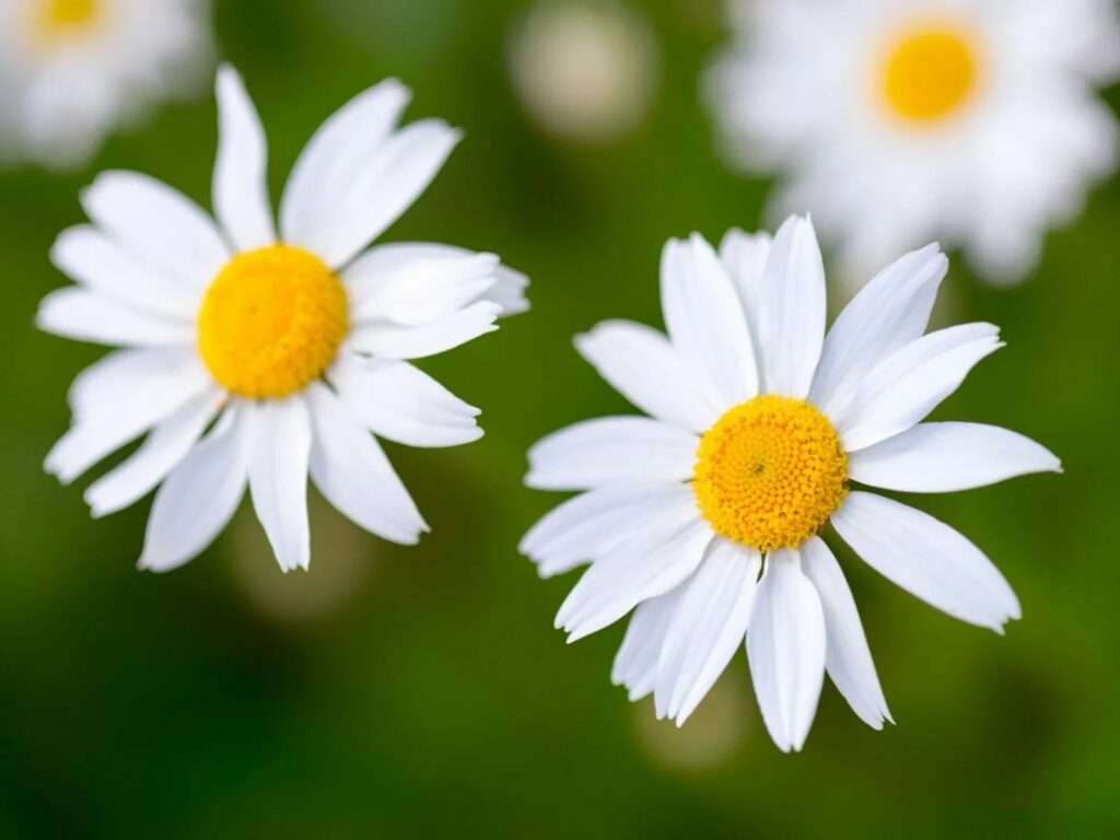 What is a daisy