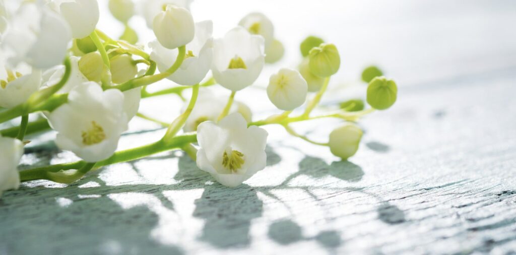 What is another name for lily of the valley