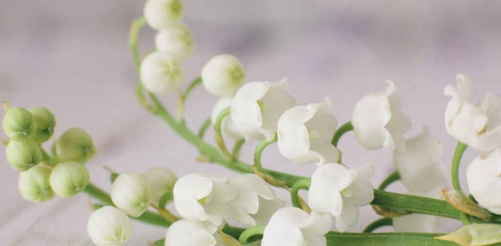 What is the cultural significance of the lily of the valley