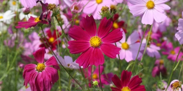 What type of flower is cosmos