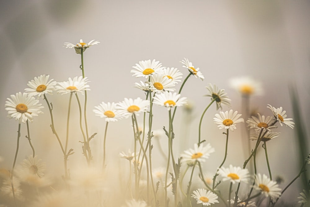 When was the daisy plant first discovered