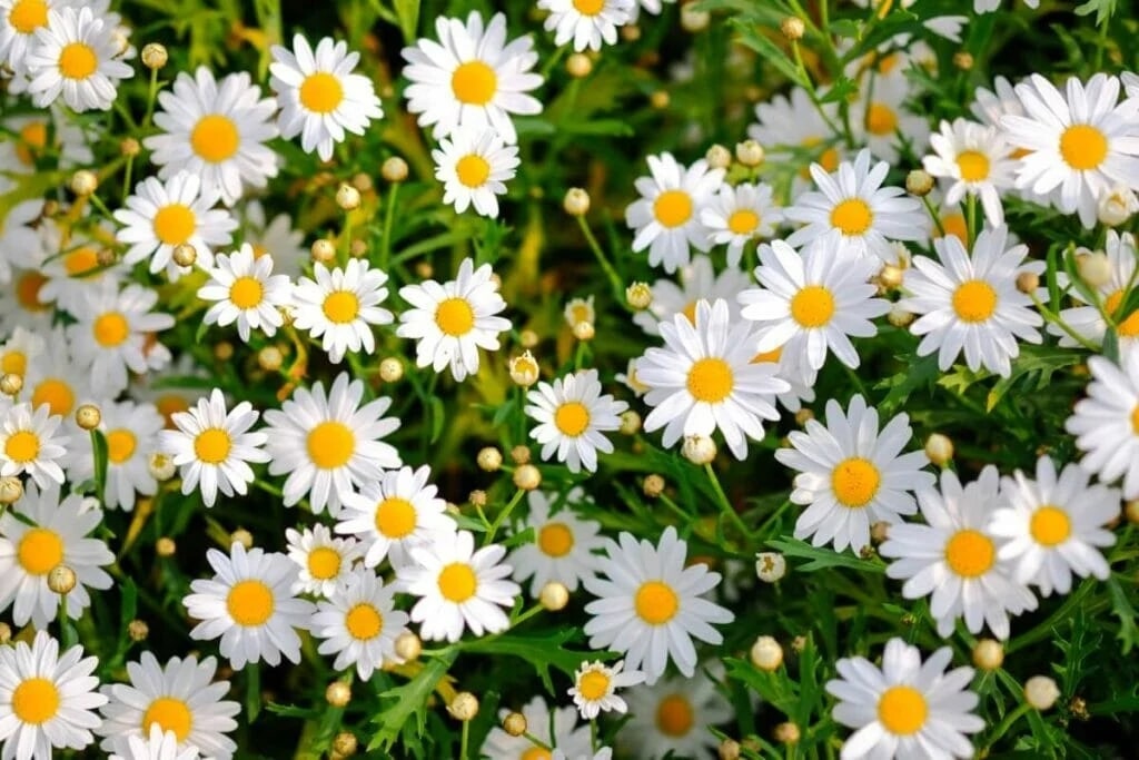 White daisies symbolize purity