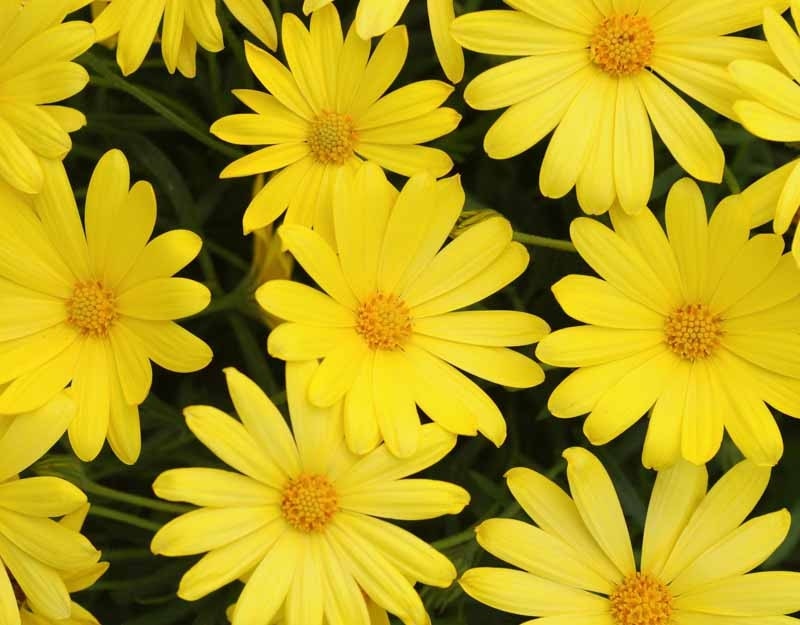 Yellow daisies mean happiness