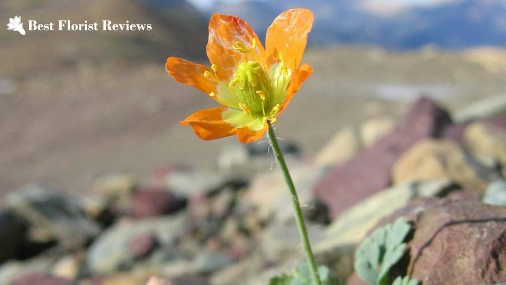 Alpine Poppy