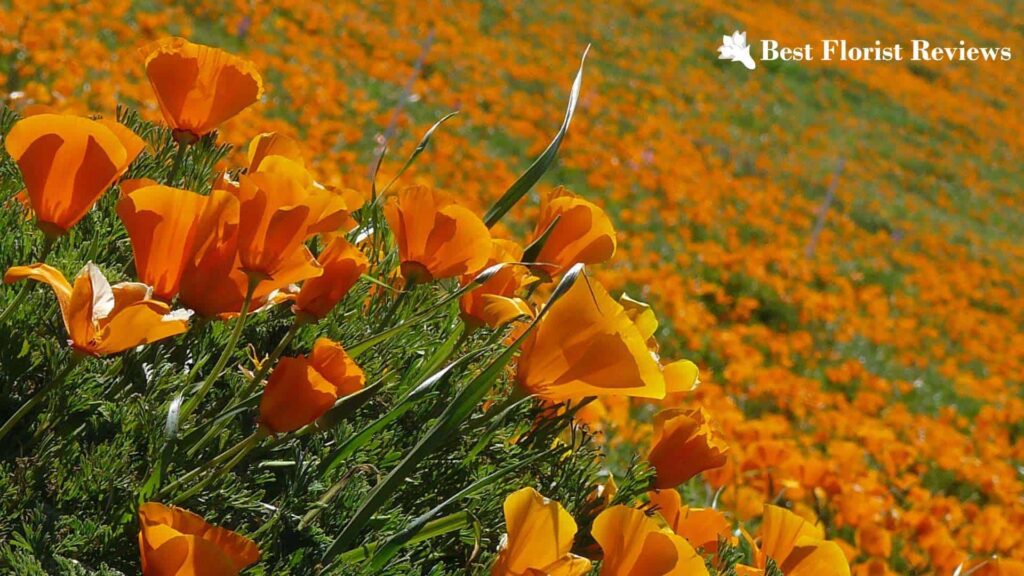 California Poppy