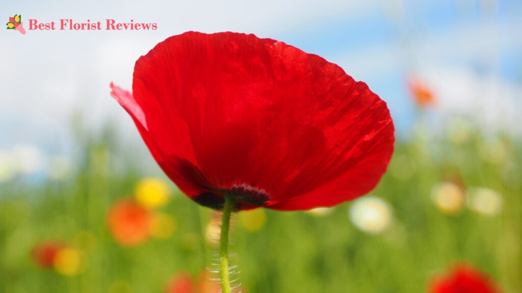 Common Poppy