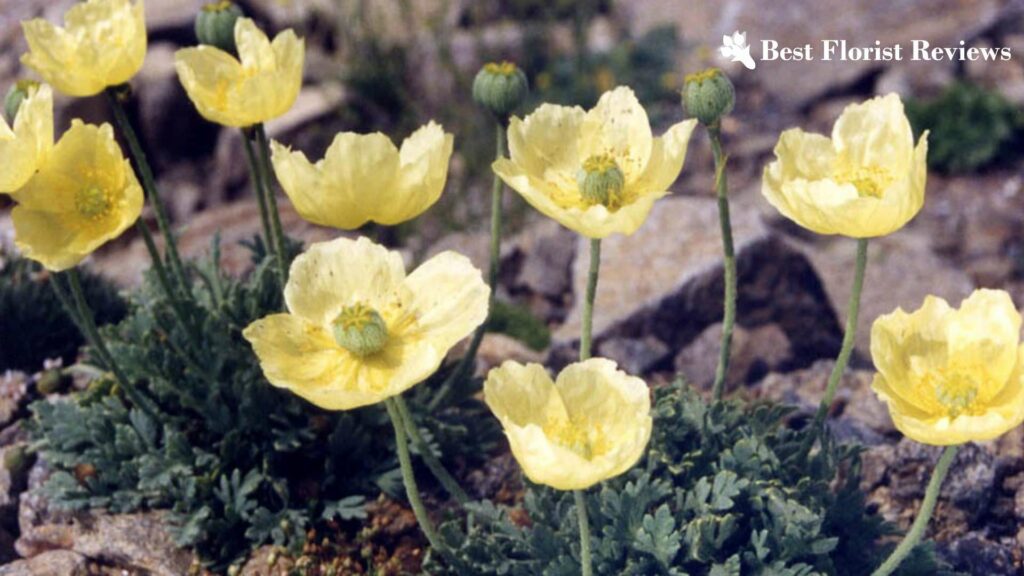 Dwarf Poppy