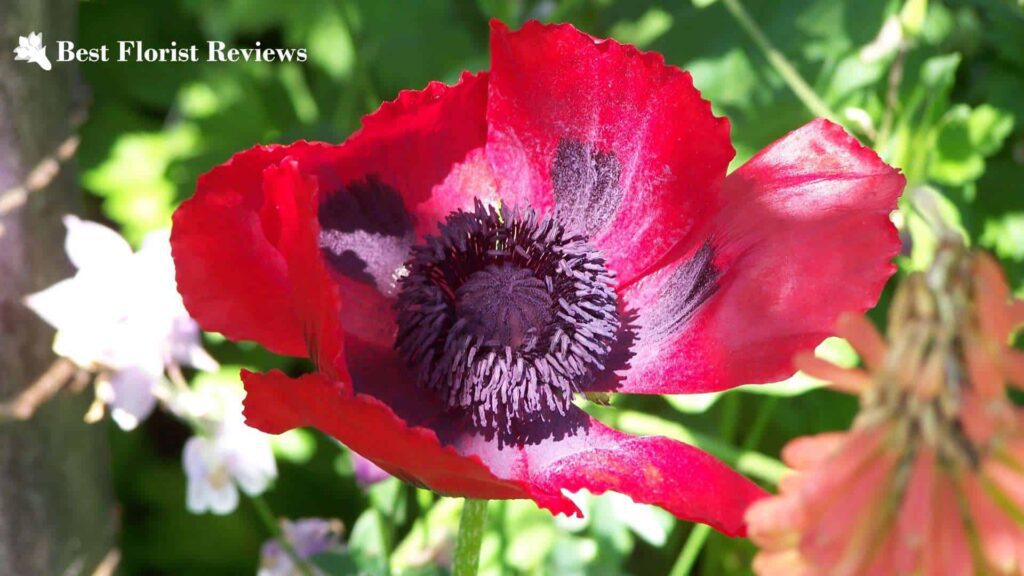 Great Scarlet Poppy