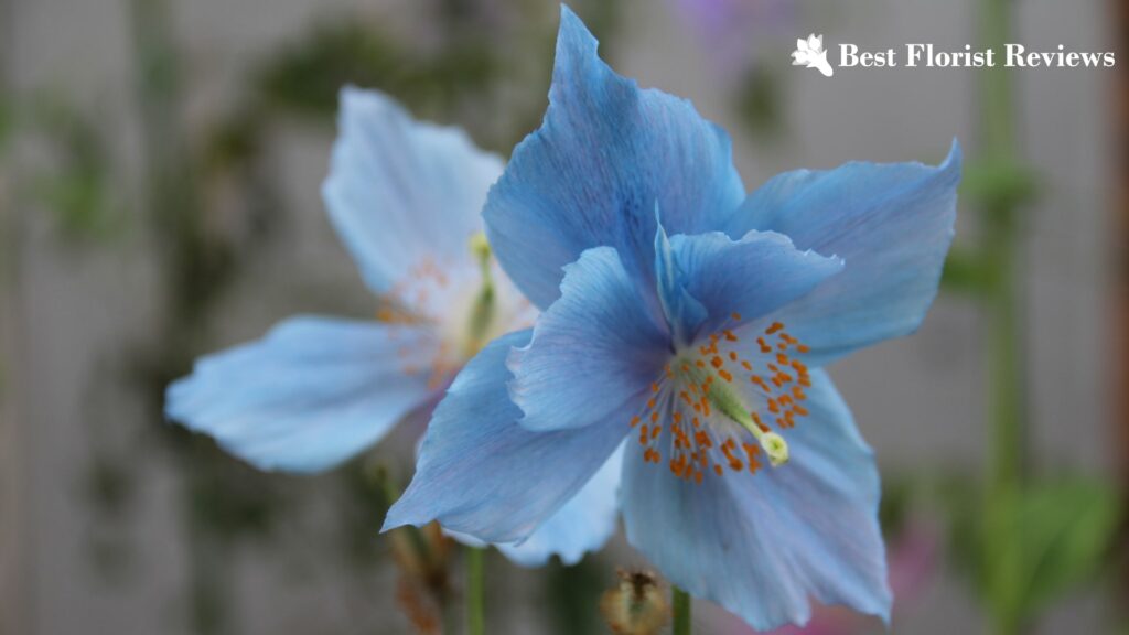 Himalayan Poppy