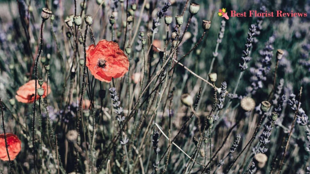 How many species of poppy flowers are there