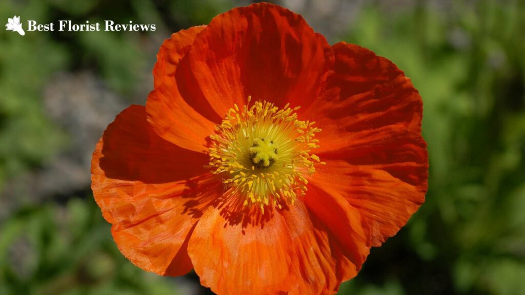 Iceland Poppy