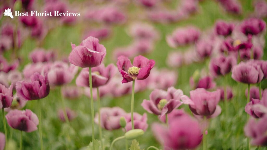 Opium Poppy