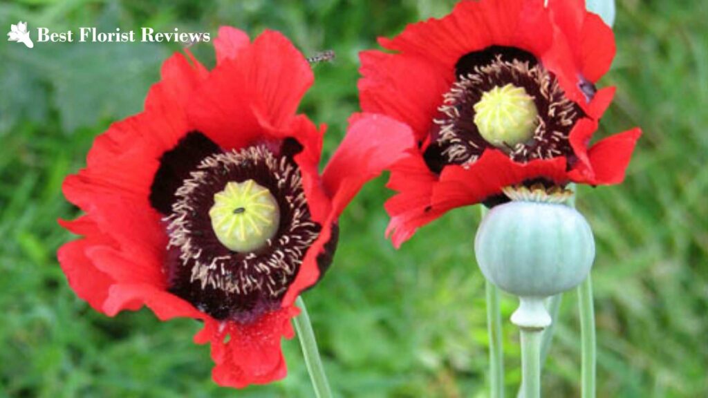 Oriental Poppy