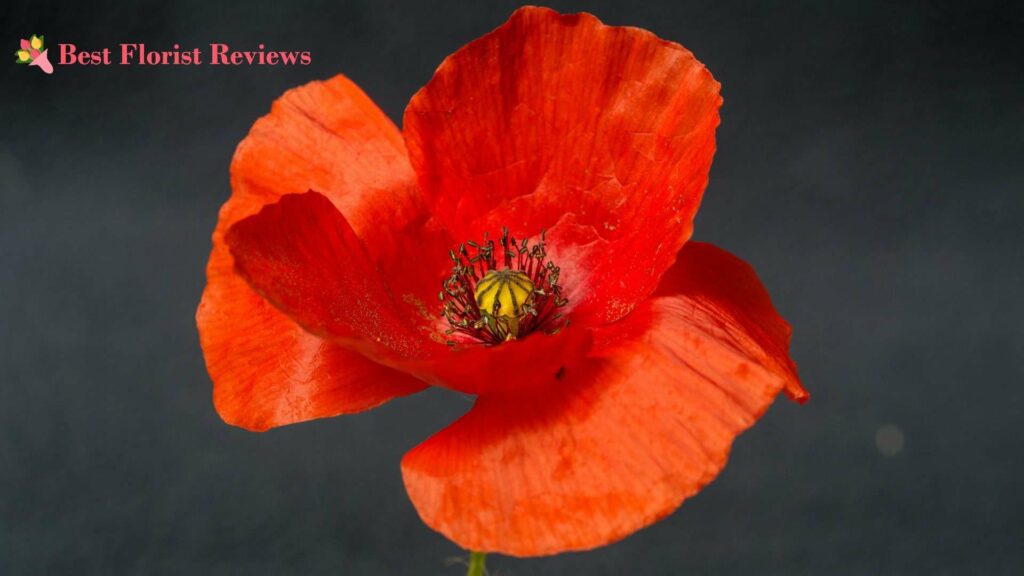 What’s the etymology of the poppy flower