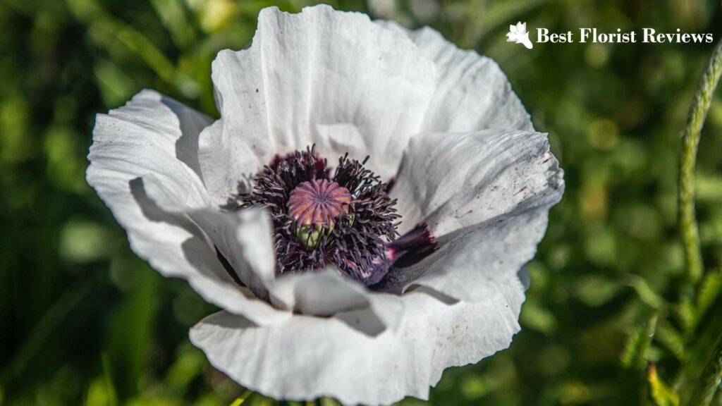 What’s the meaning and symbolism behind poppy flowers