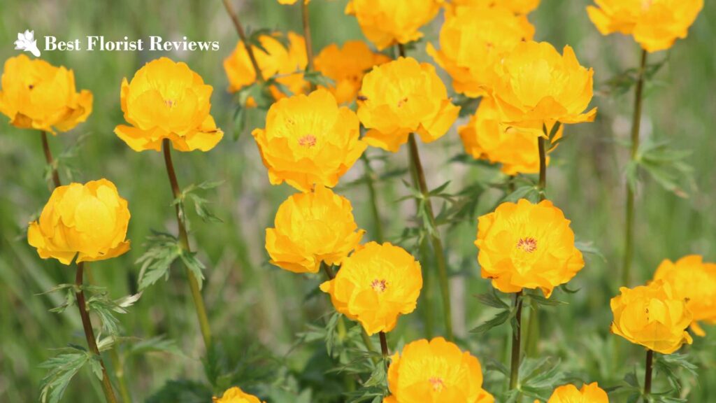 When are poppy flowers in season