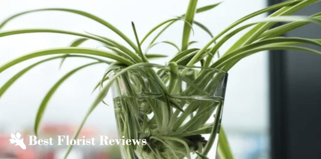 Airplane Spider Plant