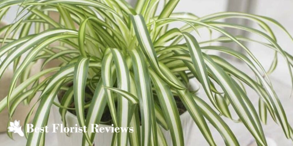 Atlantic Spider Plant