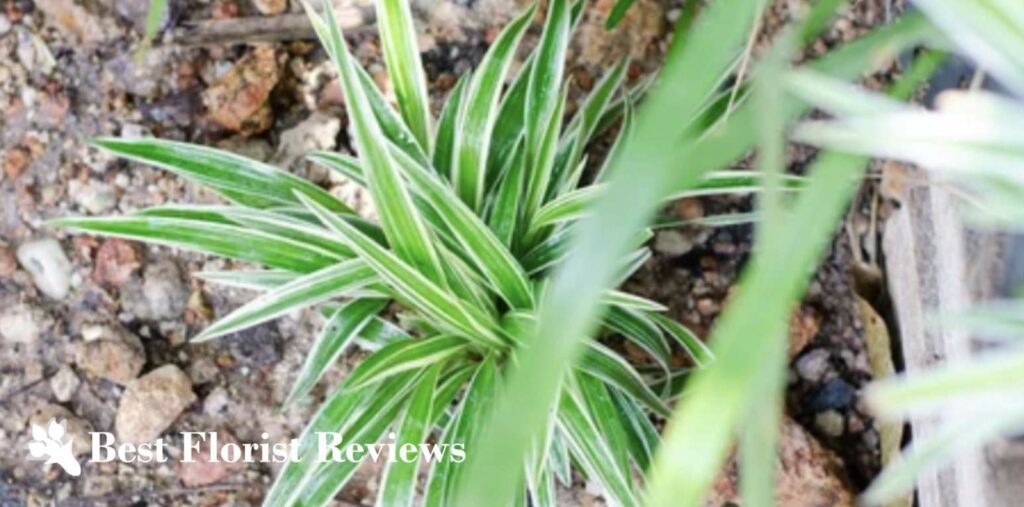 Bichetii Grass Spider Plant