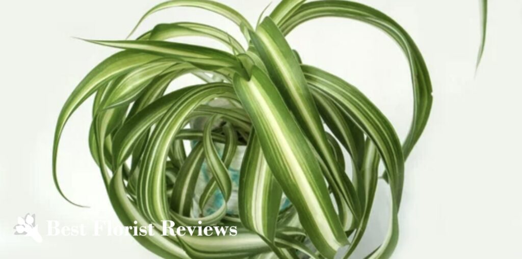 Bonnie Spider Plant