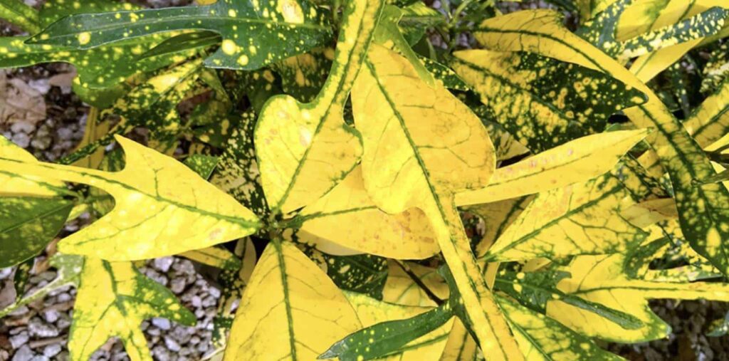 Croton Golden Arrowhead