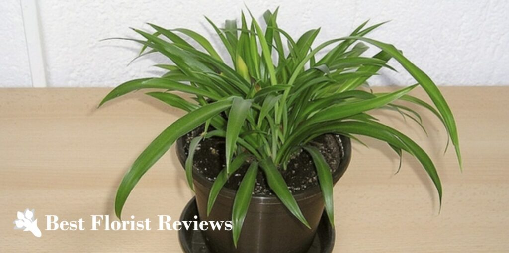 Green Spider Plant