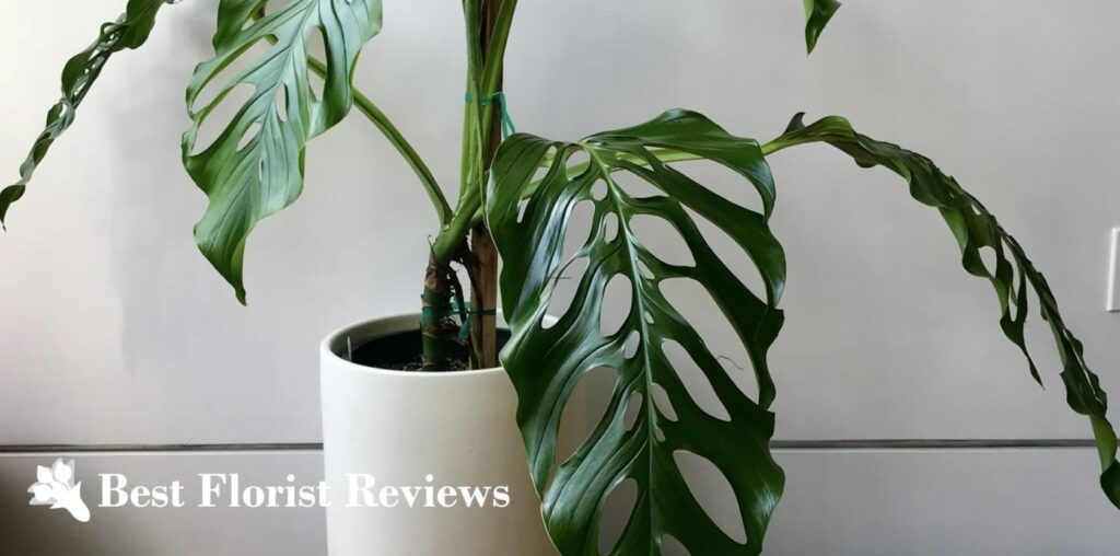 Monstera acacoyaguensis