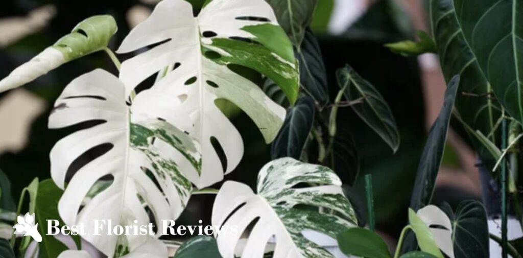 Monstera borsigiana ‘Albo Variegata’