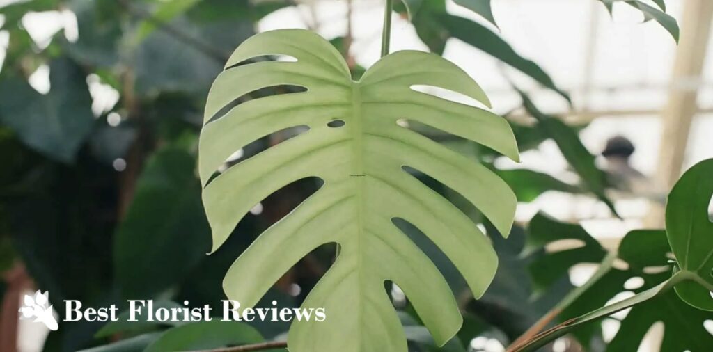 Monstera borsigiana