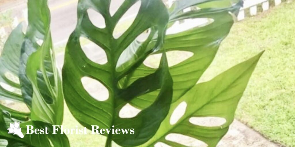 Monstera lechleriana