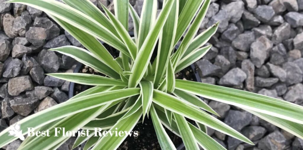 Ocean Spider Plant