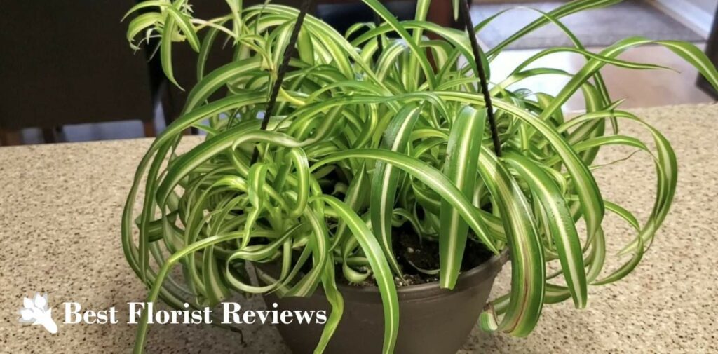 Variegated Bonnie Spider Plant