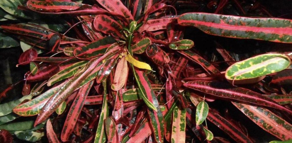 Victoria Gold Bell Croton