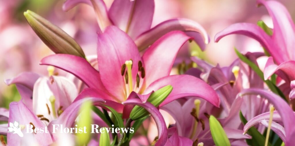 What are the botanical origins of the lily flower