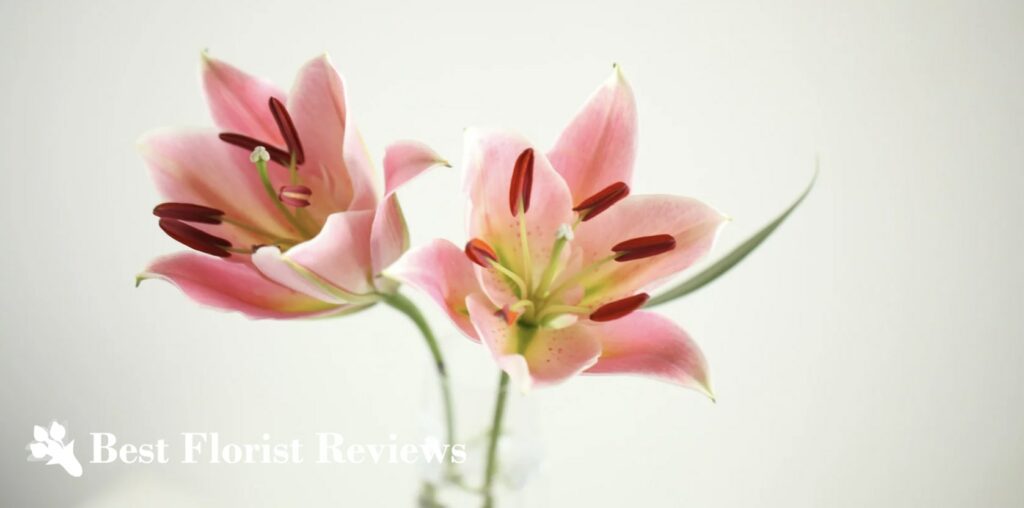 What are the cultural associations of the lily flower