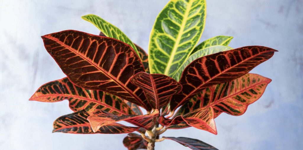 What are the most beautiful types of croton