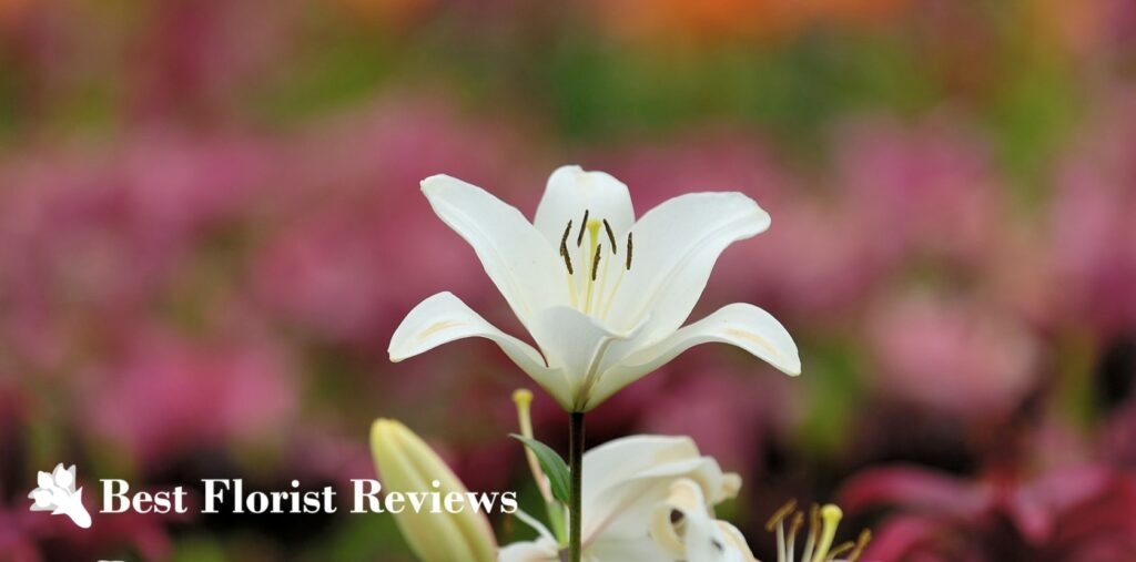 What are the spiritual or religious meanings of the lily flower