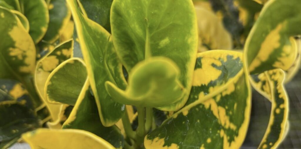 Yellow Thai Croton