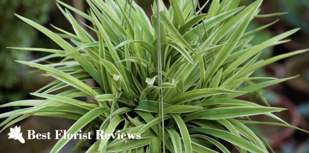 Zebra Grass Spider Plant