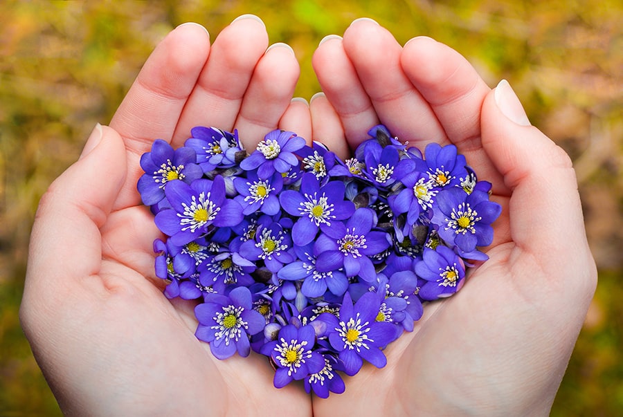 Can the violet flower be used as medicine