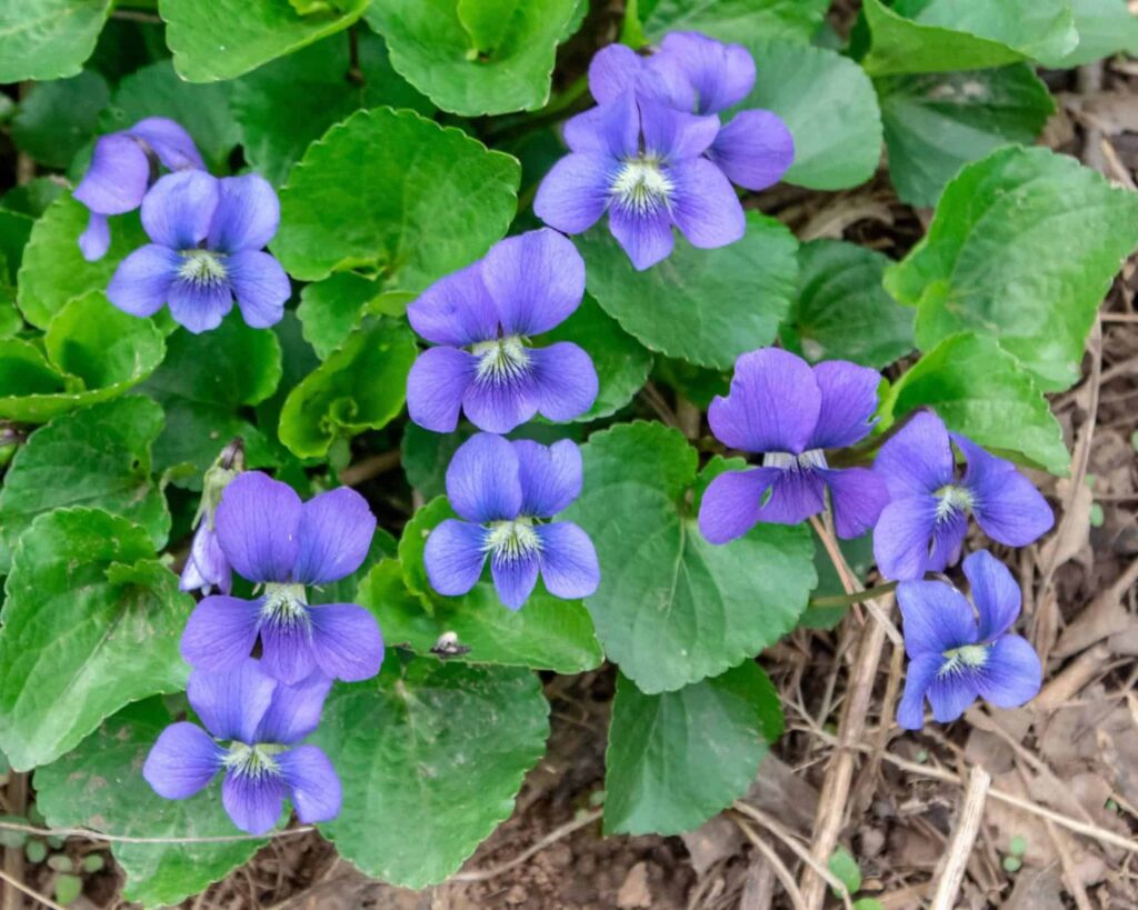 Common blue violet