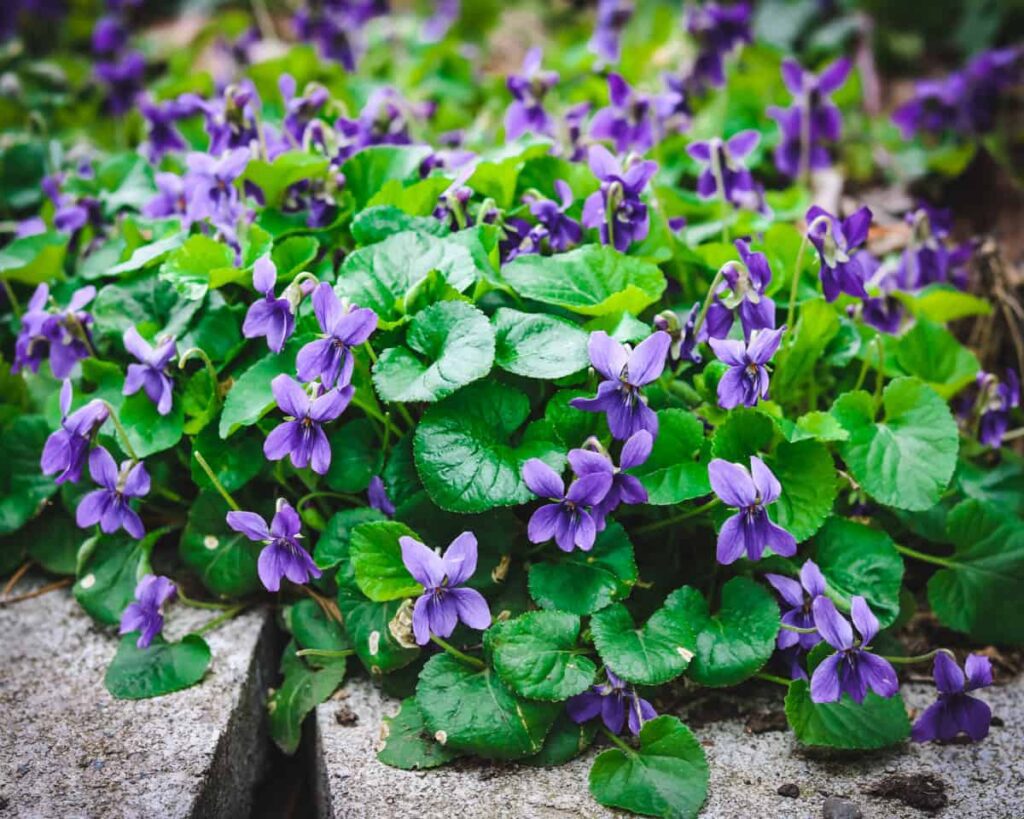 How can the violet flower be used in gardening