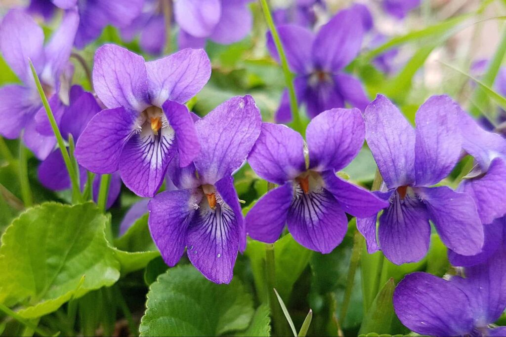 How did the violet flower get its name