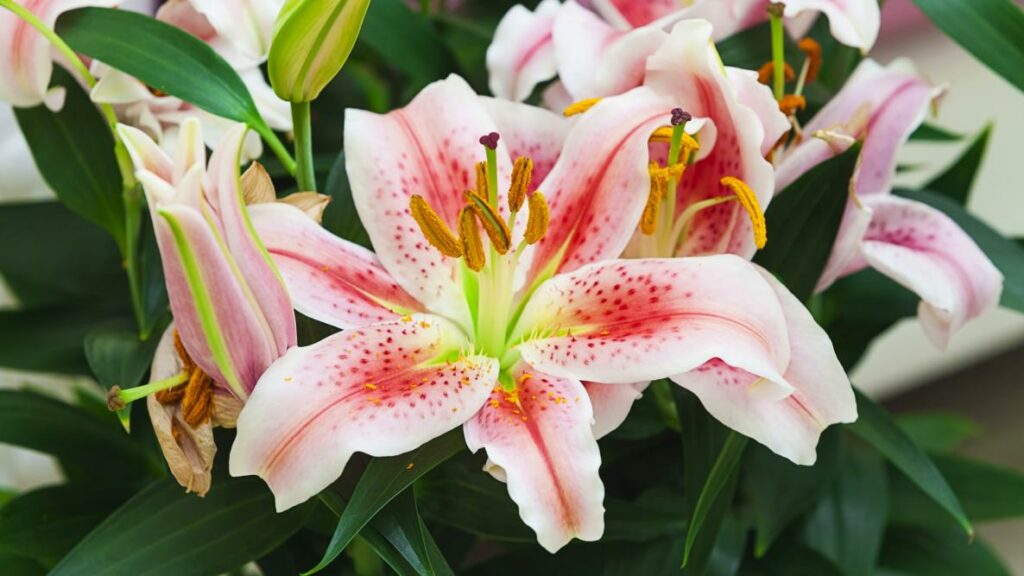 Lilies