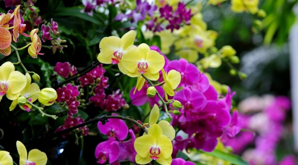 Orchids