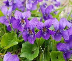 Sweet violets