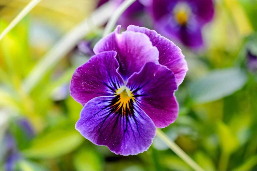 What are the botanical origins of the violet flower